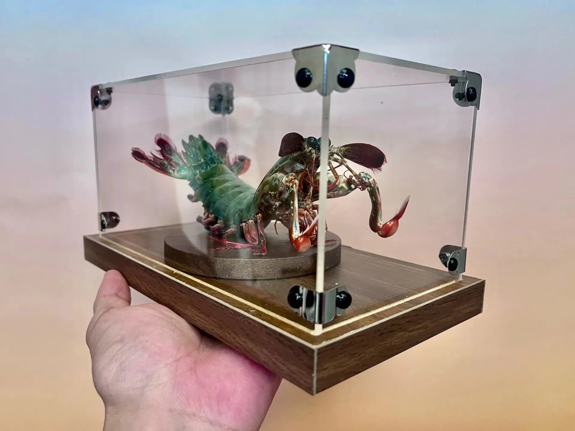 Odontodactylus Scyllarus Real Specimen Natural and Exclusive Art