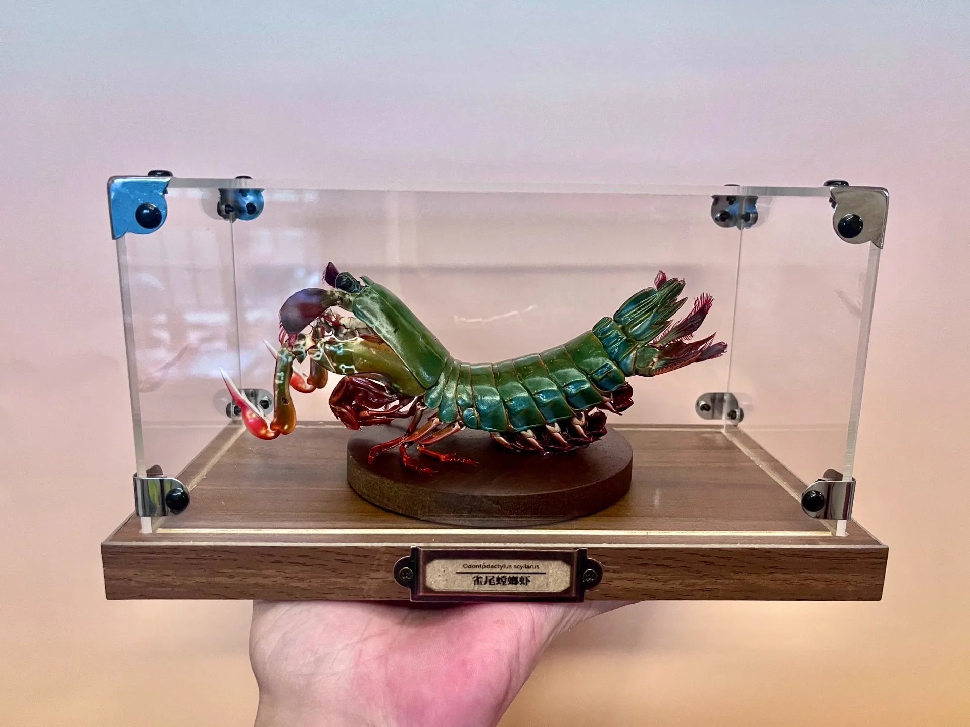 Odontodactylus Scyllarus Real Specimen Natural and Exclusive Art