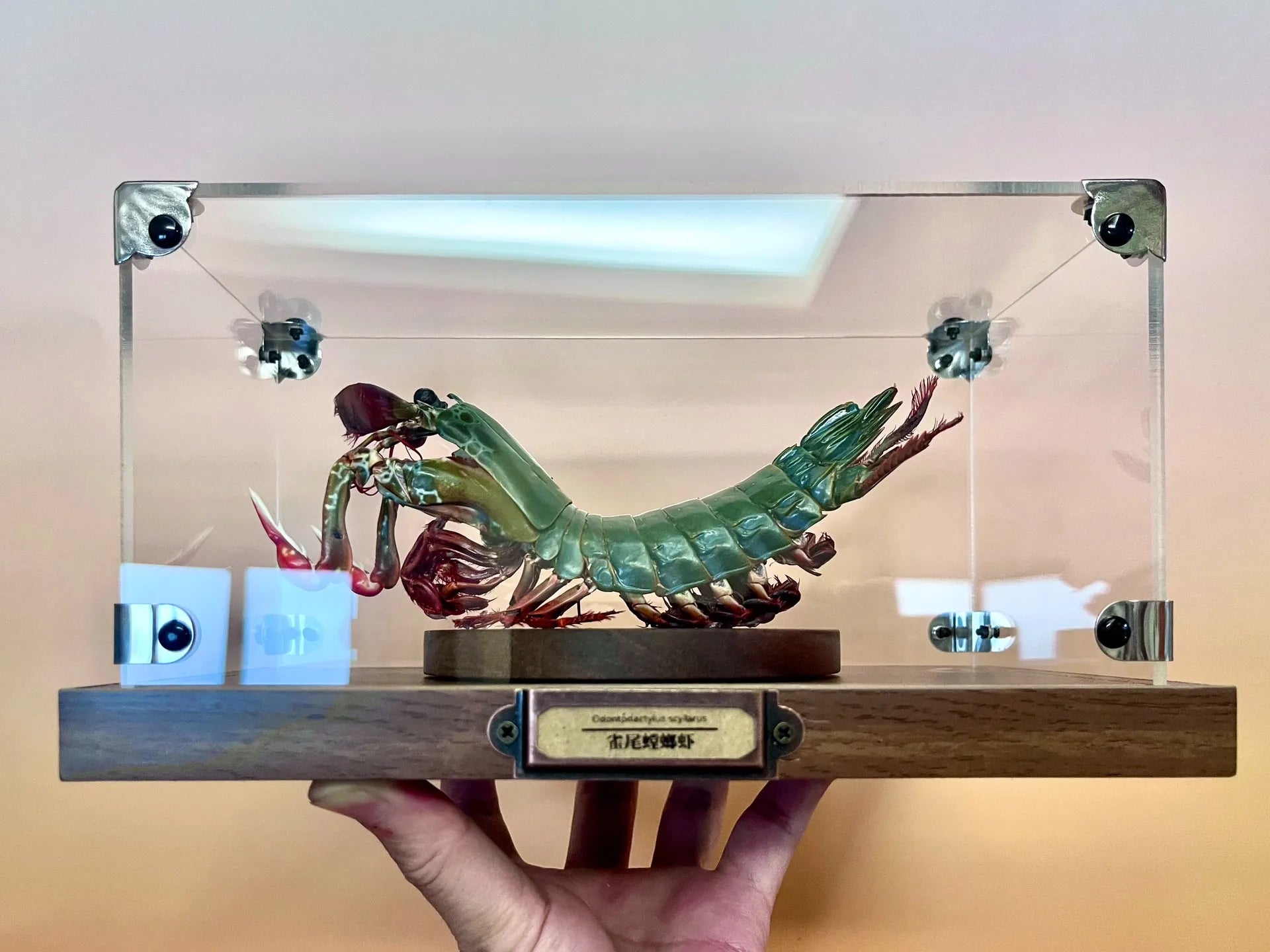 Odontodactylus Scyllarus Real Specimen Natural and Exclusive Art