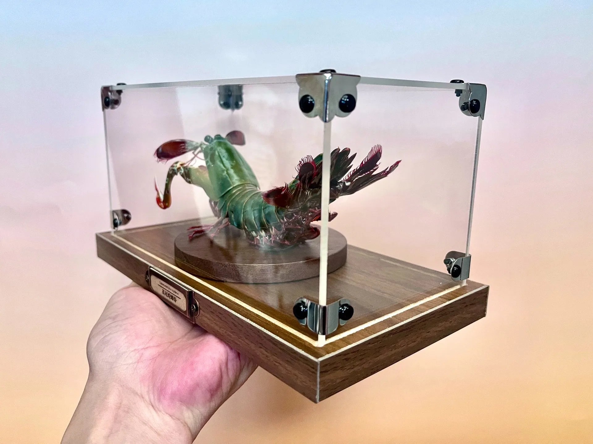 Odontodactylus Scyllarus Real Specimen Natural and Exclusive Art