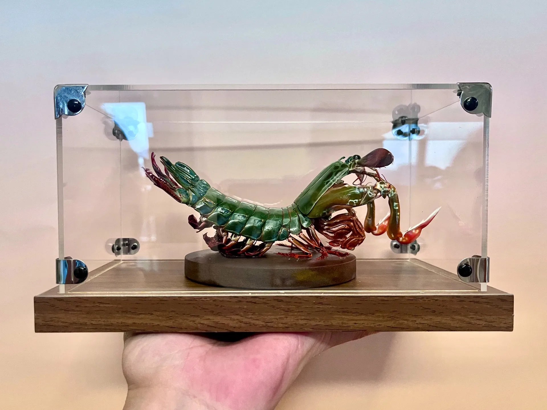 Odontodactylus Scyllarus Real Specimen Natural and Exclusive Art