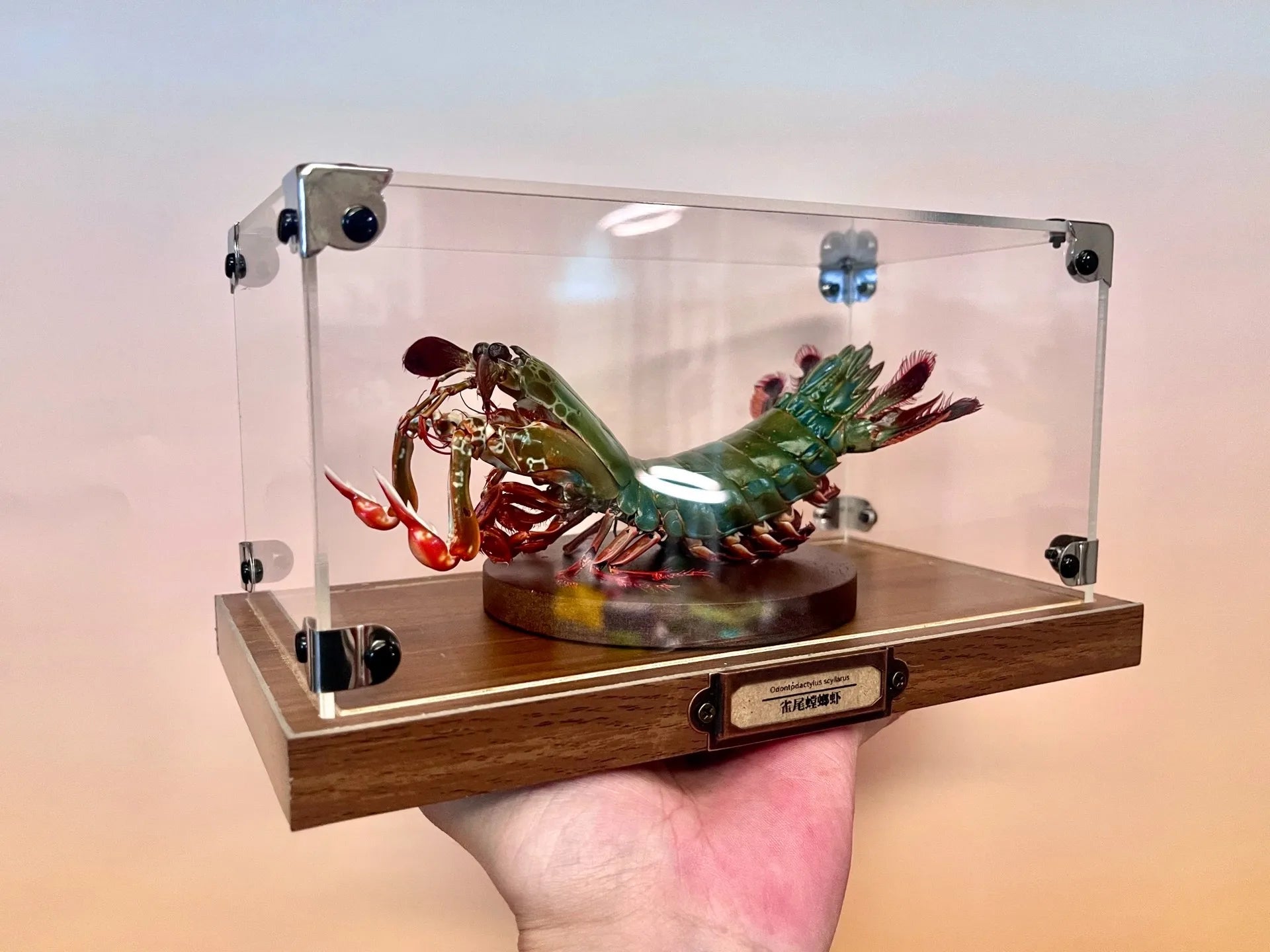 Odontodactylus Scyllarus Real Specimen Natural and Exclusive Art