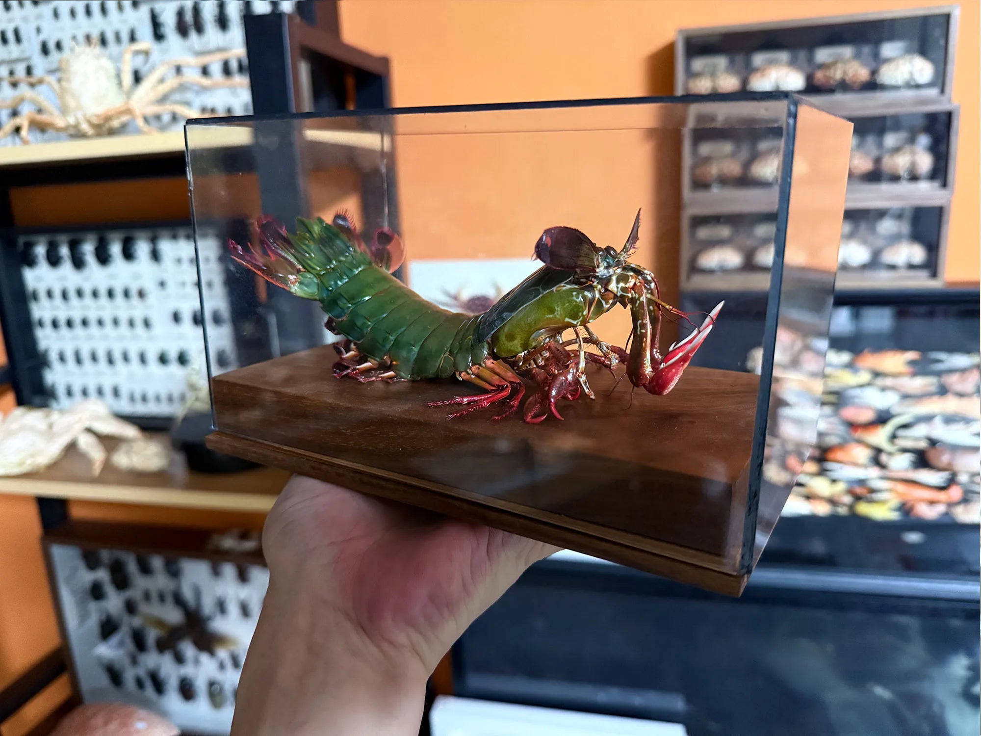 Odontodactylus Scyllarus Real Specimen Natural and Exclusive Art